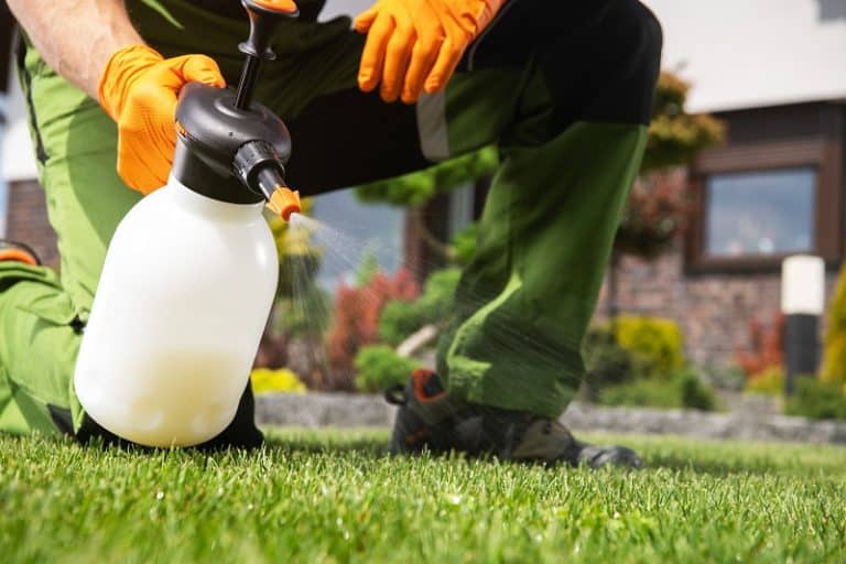 How To Get Rid Of Lawn Mites In 3 Easy Steps