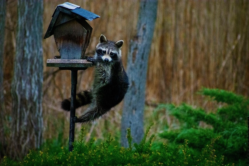 How To Stop Raccoons From Digging Up Your Lawn 7 Effective Methods