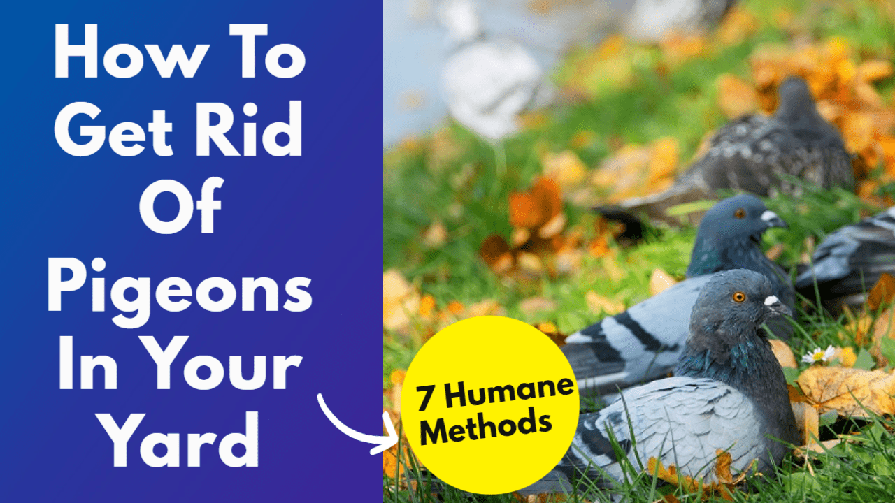 How To Get Rid Of Pigeons In Your Backyard (7 Humane Methods)