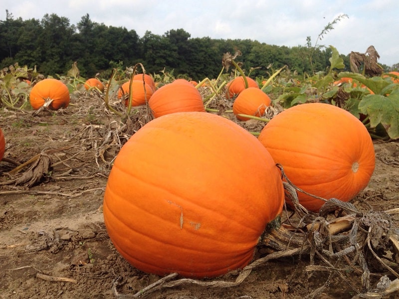 best fertilizer for pumpkins