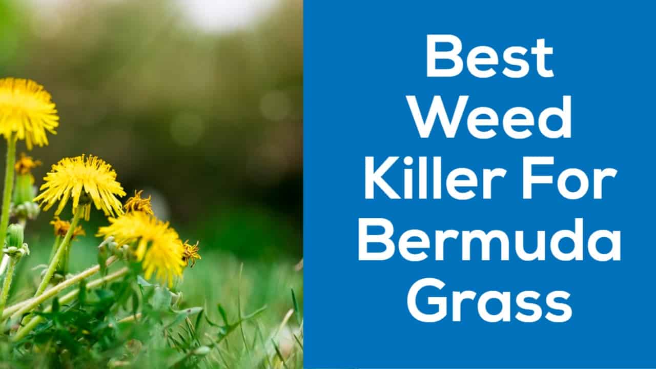 Best Weed Killer for Bermuda Grass 5 Best Options